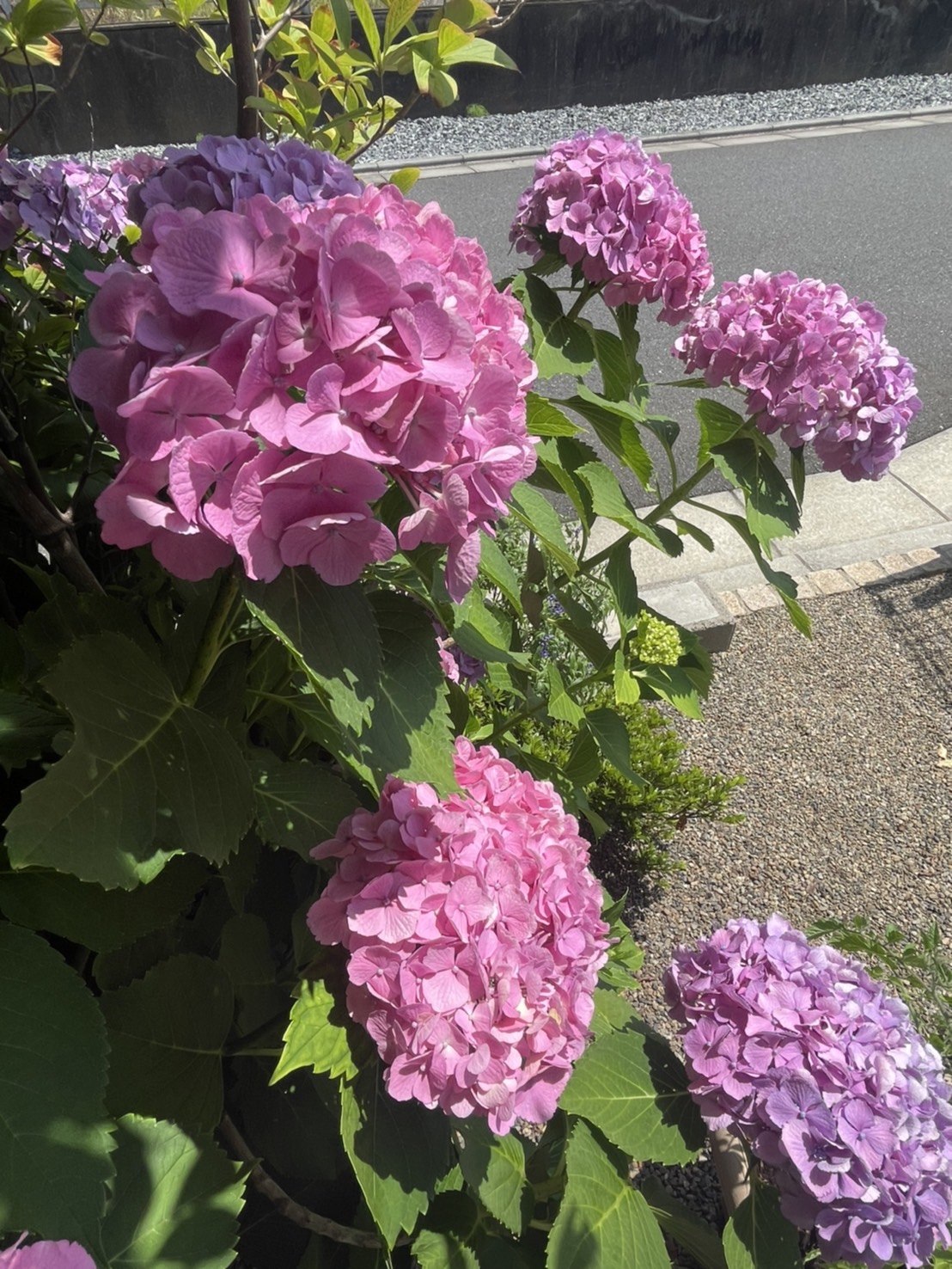 紫陽花の季節🌼