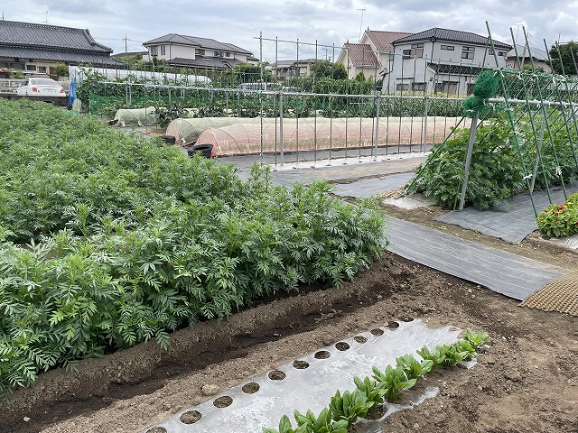 旬の野菜と埼玉県道路使用適正化協会 総会