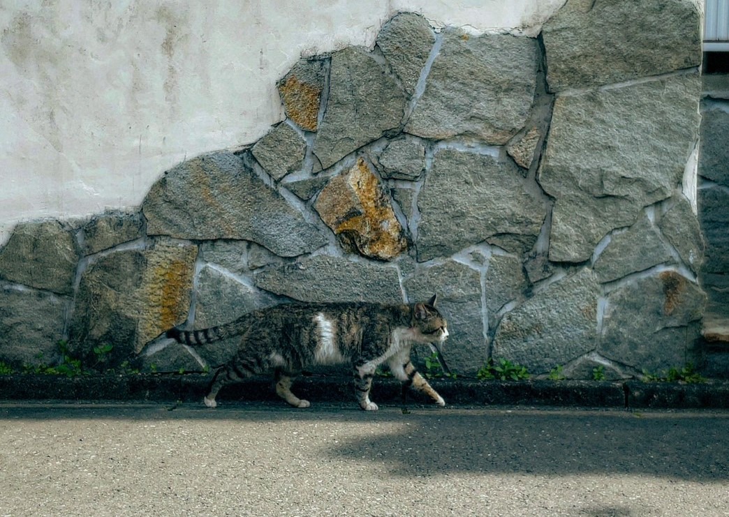 猫にも〇〇が！