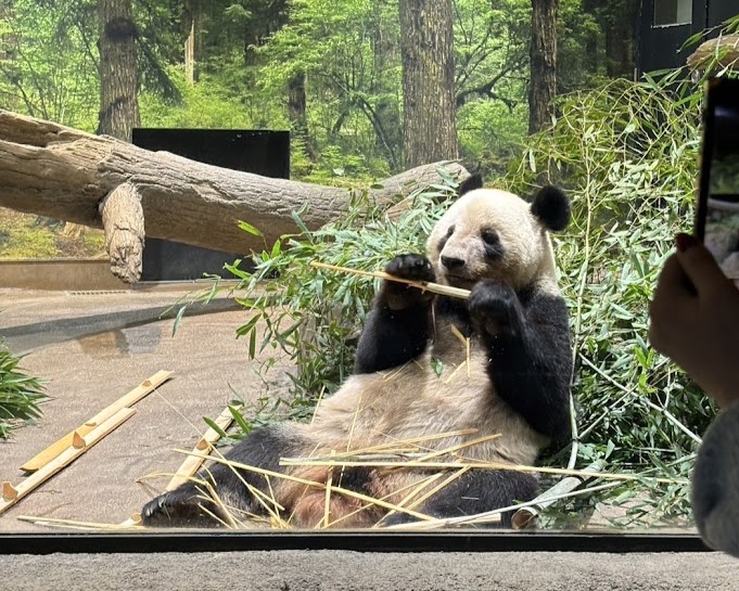 念願の🐼