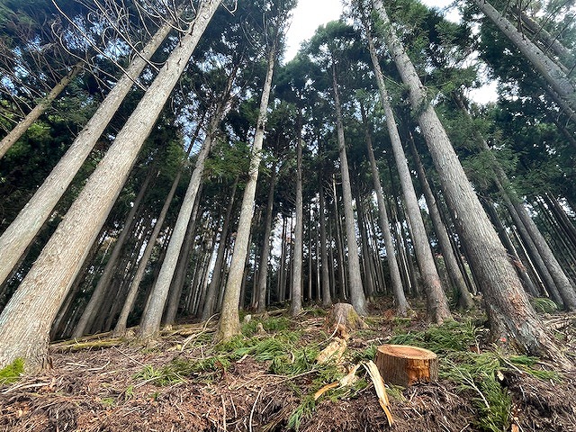 秩父の森